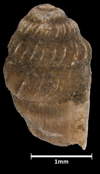 Media type: image;   Malacology 45239 Aspect: lateral